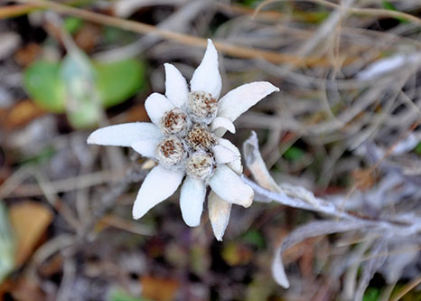 Edelweiss flower shot